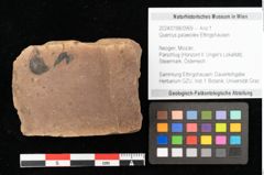 Foto (Objekt + Etikett) von Quercus palaeoilex Ettingshausen (NHMW-GEO-2024-0188-0969)